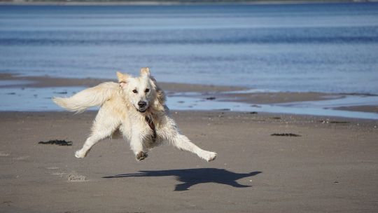 Hoe houd je je hond blij en gezond?